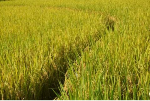 rice ecosystem