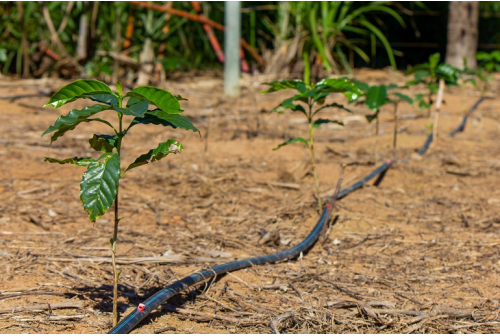 Drip irrigation for coffee plantation