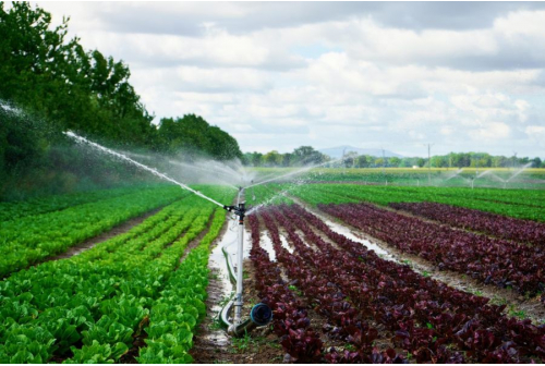 Drip Irrigation For Successful Teak Plantation