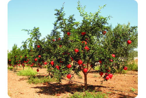 drip irrigation system for pomegranate
