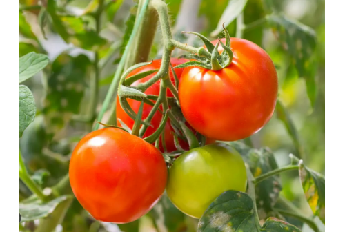 Drip Irrigation for Tomato Crop