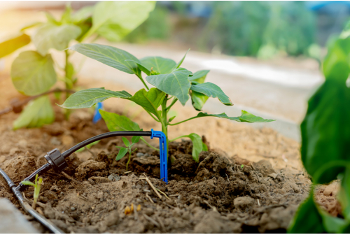 Fertigation through drip irrigation